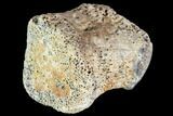 Fossil Hadrosaur Phalange (Finger) - Montana #106866-1